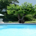 La piscine des gîtes et chambres d'hôtes du Mas Pellier Barjac Ardèche Cévennes Provence